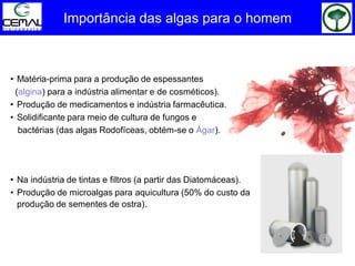 Importância das algas para o homem
• Matéria-prima para a produção de espessantes
(algina) para a indústria alimentar e de cosméticos).
• Produção de medicamentos e indústria farmacêutica.
• Solidificante para meio de cultura de fungos e
bactérias (das algas Rodofíceas, obtém-se o Ágar).
• Na indústria de tintas e filtros (a partir das Diatomáceas).
• Produção de microalgas para aquicultura (50% do custo da
produção de sementes de ostra).
 