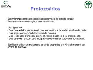 Protozoários
• São microrganismos unicelulares desprovidos de parede celular.
• Geralmente sem coloração e com mobilidade.
• Distinguem-se:
- Dos procariotos por sua natureza eucariótica e tamanho geralmente maior.
- Das algas por serem desprovidos de clorofila
- Das leveduras (fungos) pela mobilidade e ausência de parede celular
- Dos bolores (fungos) pela incapacidade de formar corpos de frutificação.
• São filogeneticamente diversos, estando presentes em várias linhagens da
árvore de Eukarya.
 