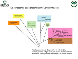 Os protozoários estão presentes em diversas linhagens
Ramificação precoce. Desprovidos de mitocôndria,
esses eucariotos antigos possuem células metabolicamente
deficientes, sendo parasitas do homem e de outros animais.
 