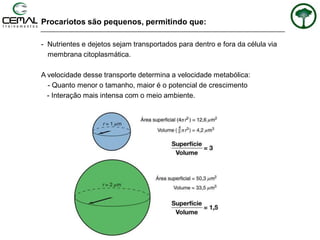 Procariotos são pequenos, permitindo que:
- Nutrientes e dejetos sejam transportados para dentro e fora da célula via
membrana citoplasmática.
A velocidade desse transporte determina a velocidade metabólica:
- Quanto menor o tamanho, maior é o potencial de crescimento
- Interação mais intensa com o meio ambiente.
 