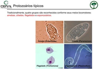 Protozoários típicos
Ameba (Entamoeba) Ciliado (Paramecium)
Esporozoário (Plasmodium)Flagelado (Trichomona)
Tradicionalmente, quatro grupos são reconhecidos conforme seus meios locomotores:
amebas, ciliados, flagelados e esporozoários.
 