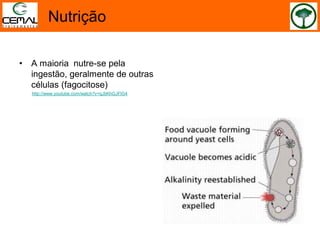 Nutrição
• A maioria nutre-se pela
ingestão, geralmente de outras
células (fagocitose)
http://www.youtube.com/watch?v=qJbKhGJFIG4
 