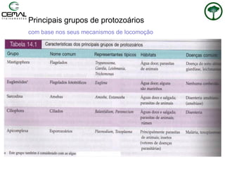 Principais grupos de protozoários
com base nos seus mecanismos de locomoção
 