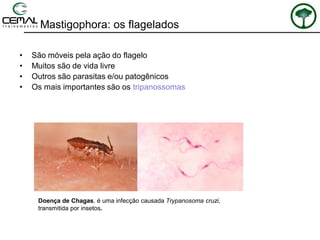 Mastigophora: os flagelados
• São móveis pela ação do flagelo
• Muitos são de vida livre
• Outros são parasitas e/ou patogênicos
• Os mais importantes são os tripanossomas
Doença de Chagas, é uma infecção causada Trypanosoma cruzi,
transmitida por insetos.
 