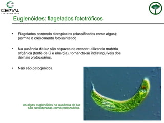 Euglenóides: flagelados fototróficos
• Flagelados contendo cloroplastos (classificados como algas):
permite o crescimento fotossintético
• Na ausência de luz são capazes de crescer utilizando matéria
orgânica (fonte de C e energia), tornando-se indistinguíveis dos
demais protozoários.
• Não são patogênicos.
As algas euglenóides na ausência de luz
são consideradas como protozoários.
 