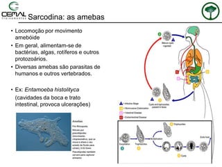 Sarcodina: as amebas
• Locomoção por movimento
amebóide
• Em geral, alimentam-se de
bactérias, algas, rotíferos e outros
protozoários.
• Diversas amebas são parasitas de
humanos e outros vertebrados.
• Ex: Entamoeba histolityca
(cavidades da boca e trato
intestinal, provoca ulcerações)
 