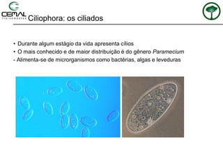 Ciliophora: os ciliados
• Durante algum estágio da vida apresenta cílios
• O mais conhecido e de maior distribuição é do gênero Paramecium
- Alimenta-se de microrganismos como bactérias, algas e leveduras
 