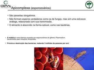 Apicomplexa (esporozoários)
• São parasitas obrigatórios.
• Não formam esporos verdadeiros como os de fungos, mas sim uma estrutura
análoga, relacionada com sua transmissão.
• O alimento é absorvido na forma solúvel, como nas bactérias.
• A malária é uma doença causada por esporozoários do gênero Plasmodium,
transmitidos pelo mosquito Anopheles.
• Provoca a destruição das hemácias, matando 3 milhões de pessoas por ano
 