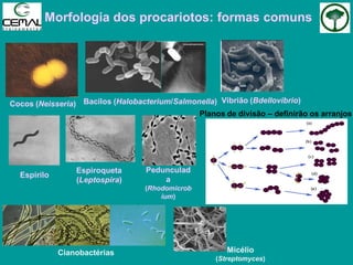 Morfologia dos procariotos: formas comuns
Cocos (Neisseria) Bacilos (Halobacterium/Salmonella) Vibrião (Bdellovibrio)
Espirilo
Pedunculad
a
(Rhodomicrob
ium)
Cianobactérias
Espiroqueta
(Leptospira)
Micélio
(Streptomyces)
Planos de divisão – definirão os arranjos
 
