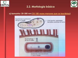 a) tamanho: 20-300 nm (10-100 vezes menores que as bactérias)
2.2. Morfologia básica
 