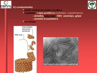 b) componentes
* parte central de ácido nucléico
* capsídeo: capa protéica(unidades: capsômeros):
- simetria helicoidal: TMV, sarampo, gripe
- simetria icosaédrica
* envelope
 