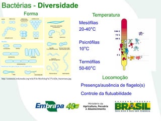 Bactérias - Diversidade
Forma
http://commons.wikimedia.org/wiki/File:Morfolog%C3%ADa_bacteriana.jpg Locomoção
Presença/ausência de flagelo(s)
Controle da flutuabilidade
Temperatura
Mesófilas
20-40°C
Psicrófilas
10°C
Termófilas
50-60°C
 
