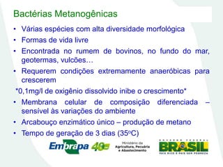 Bactérias Metanogênicas
• Várias espécies com alta diversidade morfológica
• Formas de vida livre
• Encontrada no rumem de bovinos, no fundo do mar,
geotermas, vulcões…
• Requerem condições extremamente anaeróbicas para
crescerem
*0,1mg/l de oxigênio dissolvido inibe o crescimento*
• Membrana celular de composição diferenciada –
sensível às variações do ambiente
• Arcabouço enzimático único – produção de metano
• Tempo de geração de 3 dias (35oC)
 