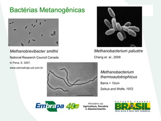 Bactérias Metanogênicas
Methanobacterium
thermoautotrophicus
Barra = 10um
Zeikus and Wolfe, 1972
Methanobacterium palustre
Cheng et. al., 2009
Methanobrevibacter smithii
National Research Council Canada
In Pena, S. 2007.
www.cienciahoje.uol.com.br
 
