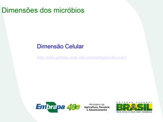 Dimensões dos micróbios
Dimensão Celular
http://learn.genetics.utah.edu/content/begin/cells/scale/
 