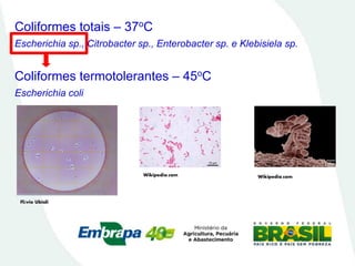 Coliformes totais – 37oC
Escherichia sp., Citrobacter sp., Enterobacter sp. e Klebisiela sp.
Coliformes termotolerantes – 45o
C
Escherichia coli
Wikipedia.com Wikipedia.com
Flávio Ubiali
 