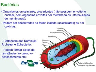 - Organismos unicelulares, procariontes (não possuem envoltório
nuclear, nem organelas envoltas por membrana ou internalização
de membranas);
- Podem ser encontradas na forma isolada (unicelulares) ou em
colônias;
Bactérias
- Pertencem aos Domínios
Archaea e Eubacteria;
- Podem formar cistos de
resistência (ao calor, ao
dessecamento etc)
 