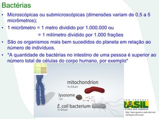 Bactérias
• Microscópicas ou submicroscópicas (dimensões variam de 0,5 a 5
micrômetros);
• 1 micrômetro = 1 metro dividido por 1.000.000 ou
= 1 milímetro dividido por 1.000 frações
• São os organismos mais bem sucedidos do planeta em relação ao
número de indivíduos.
• *A quantidade de bactérias no intestino de uma pessoa é superior ao
número total de células do corpo humano, por exemplo*
http://learn.genetics.utah.edu/cont
ent/begin/cells/scale/
 