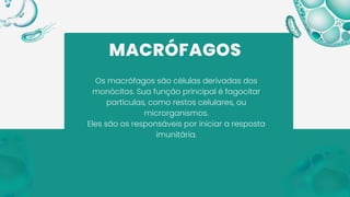 MACRÓFAGOS
Os macrófagos são células derivadas dos
monócitos. Sua função principal é fagocitar
partículas, como restos celulares, ou
microrganismos.
Eles são os responsáveis por iniciar a resposta
imunitária.
 