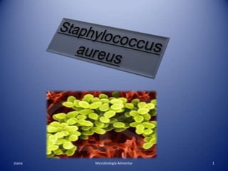 Staphylococcusaureus 1 Microbiologia Alimentar Joana 
