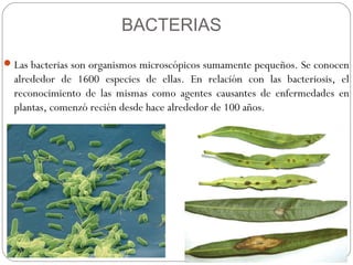 BACTERIAS

 Las bacterias son organismos microscópicos sumamente pequeños. Se conocen
  alrededor de 1600 especies de ellas. En relación con las bacteriosis, el
  reconocimiento de las mismas como agentes causantes de enfermedades en
  plantas, comenzó recién desde hace alrededor de 100 años.
 