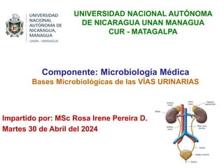 Componente: Microbiología Médica
Bases Microbiológicas de las VÍAS URINARIAS
Impartido por: MSc Rosa Irene Pereira D.
Martes 30 de Abril del 2024
UNIVERSIDAD NACIONAL AUTÓNOMA
DE NICARAGUA UNAN MANAGUA
CUR - MATAGALPA
 