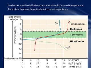 Nas baixas e médias latitudes ocorre uma variação brusca da temperatura
Termoclina: Importância na distribuição dos microrganismos
 