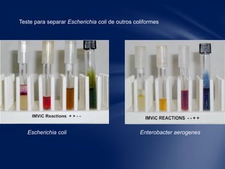 Teste para separar Escherichia coli de outros coliformes
Escherichia coli Enterobacter aerogenes
 