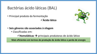 Bactérias ácido láticas (BAL)
• Principal produto da fermentação
Ácido lático
• Seis gêneros são associados à silagem
• Classificadas em:
Homoláticas  principais produtoras de ácido lático
Heterolática  produtoras de ác. lático, etanol e ácido acético e CO2Mais eficientes em termos de produção de ácido lático e perda de energia
 