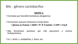 BAL - gênero Lactobacillus
GRUPO 1:
• Formadas por homofermentativas obrigatórias
• Fermentam açúcares (hexoses) à ácido lático
glicose ou frutose + 2ADP + Pi  2 lactato + 2 ATP + 2 H2O
• Não fermentam pentoses por não possuírem a enzima
fosfoquetolase.
• Ex. L. lactis, L. acidophilus, L. bovis, etc.
 
