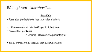 BAL - gênero Lactobacillus
GRUPO 2:
• Formadas por heterofermentativas facultativas
• Utilizam a mesma rota do Grupo 1  hexoses
• Fermentam pentoses
(enzimas aldolase e fosfoquetolase)
• Ex. L. plantarum, L. casei, L. skei, L. curvatus, etc.
 