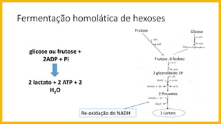 Fermentação homolática de hexoses
glicose ou frutose +
2ADP + Pi
2 lactato + 2 ATP + 2
H2O
Frutose -6 fosfato
2 gliceraldeído 3P
2 Piruvatos
2 Lactato
Frutose Glicose
Re-oxidação do NADH
 