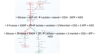 • Glicose + ADP +Pi  Lactato + etanol + CO2+ 2ATP + H2O
• 3 Frutose + 2ADP + 2Pi lactato + acetato + 2 Mannitol + CO2 + 2 ATP + H2O
• Glicose + 2frutose + 2ADP + 2Pi  Lactato + acetato + 2 manitol + CO2 + ATP +
H2O
 