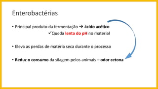 Enterobactérias
• Principal produto da fermentação  ácido acético
Queda lenta do pH no material
• Eleva as perdas de matéria seca durante o processo
• Reduz o consumo da silagem pelos animais – odor cetona
 