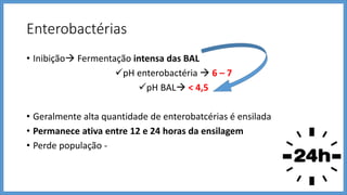 Enterobactérias
• Inibição Fermentação intensa das BAL
pH enterobactéria  6 – 7
pH BAL < 4,5
• Geralmente alta quantidade de enterobatcérias é ensilada
• Permanece ativa entre 12 e 24 horas da ensilagem
• Perde população -
 