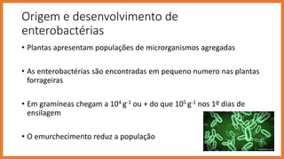 Origem e desenvolvimento de
enterobactérias
• Plantas apresentam populações de microrganismos agregadas
• As enterobactérias são encontradas em pequeno numero nas plantas
forrageiras
• Em gramíneas chegam a 104 g-1 ou + do que 105 g-1 nos 1º dias de
ensilagem
• O emurchecimento reduz a população
 