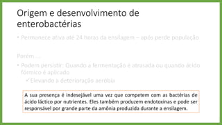 Origem e desenvolvimento de
enterobactérias
• Permanece ativa até 24 horas da ensilagem – após perde população
Porém ...
• Podem persistir: Quando a fermentação é atrasada ou quando ácido
fórmico é aplicado
Elevando a deterioração aeróbia
A sua presença é indesejável uma vez que competem com as bactérias de
ácido láctico por nutrientes. Eles também produzem endotoxinas e pode ser
responsável por grande parte da amônia produzida durante a ensilagem.
 