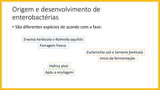 Origem e desenvolvimento de
enterobactérias
• São diferentes espécies de acordo com a fase:
Erwinia herbicola e Ralmella aquitilis
Escherichia coli e Serraria fonticola
Forragem fresca
Início da fermentação
Hafnia alvei
Após a ensilagem
 