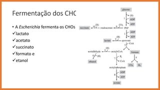 Fermentação dos CHO – enterobacterias
• A Escherichia fermenta os CHOs
lactato
acetato
succinato
formato e
etanol
 