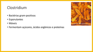 Clostridium
• Bactérias gram-positivas
• Esporulantes
• Móveis
• Fermentam açúcares, ácidos orgânicos e proteínas
 