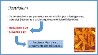 Clostridium
• Se desenvolvem em pequenos nichos criados por microrganismo
aeróbios (leveduras e bacilos) que usam o ácido lático e aas
• Reduzindo o O2
• Elevando o pH
Ambiente ideal para o
crescimento dos clostrídeos
 