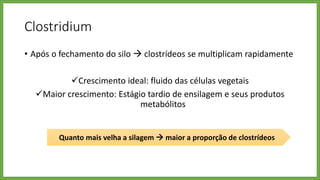 Clostridium
• Após o fechamento do silo  clostrídeos se multiplicam rapidamente
Crescimento ideal: fluido das células vegetais
Maior crescimento: Estágio tardio de ensilagem e seus produtos
metabólitos
Quanto mais velha a silagem  maior a proporção de clostrídeos
 