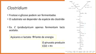 Clostridium
• Frutose e glicose podem ser fermentadas
• O substrato vai depender da espécie do clostrídeo
• Ex. C tyrobutyricum apenas fermentam lactato na presença de
acetato.
Açúcares e lactato Fonte de energia
O piruvato produzindo  butirato +
CO2 + H+
 