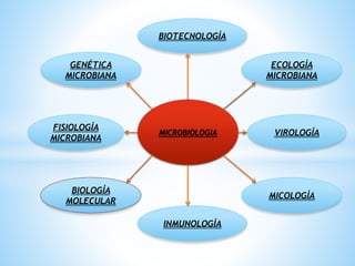MICROBIOLOGIA
BIOTECNOLOGÍA
INMUNOLOGÍA
ECOLOGÍA
MICROBIANA
MICOLOGÍA
GENÉTICA
MICROBIANA
FISIOLOGÍA
MICROBIANA
VIROLOGÍA
BIOLOGÍA
MOLECULAR
 
