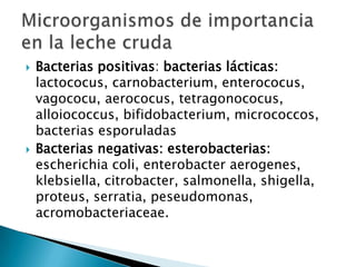 Alloiococcus Microbiologia de la leche | PPTX