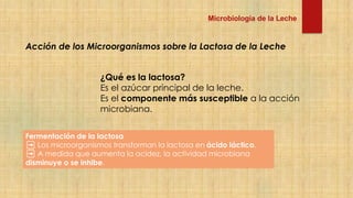 microbiologia de la leche que fue hecho en la Utepsa | PDF