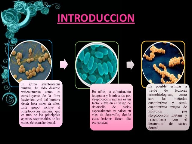 Streptococcus species (Group G and Group C Streptococci ...