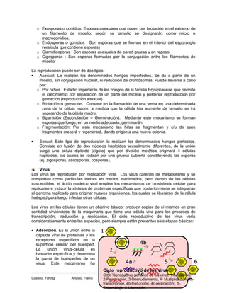 18
Castillo, Yorling Andino, Flavia Febrero 2010
o Exosporas o conidios: Esporas asexuales que nacen por brotación en el extremo de
un filamento de micelio; según su tamaño se designarán como micro o
macroconidios.
o Endosporas o gonidios : Son esporas que se forman en el interior del esporangio
(vesícula que contiene esporas)
o Clamidiosporas : Son esporas asexuales de pared gruesa y en reposo
o Cigosporas : Son esporas formadas por la conjugación entre los filamentos de
micelio
La reproducción puede ser de dos tipos:
Asexual: La realizan los denominados hongos imperfectos. Se da a partir de un
micelio, sin conjugación nuclear, ni reducción de cromosomas. Puede llevarse a cabo
por:
o Por oidios : Estadio imperfecto de los hongos de la familia Erysiphaceae que permite
el crecimiento por separación de un parte del micelio y posterior reproducción por
gemación (reproducción asexual)
o Brotación o gemación. Consiste en la formación de una yema en una determinada
zona de la célula madre; a medida que la célula hija aumente de tamaño se irá
separando de la célula madre.
o Bipartición (Esporulación – Germinación). Mediante este mecanismo se forman
esporas que luego, en un medio adecuado, germinarán.
o Fragmentación: Por este mecanismo las hifas se fragmentan y c/u de esos
fragmentos crecerá y regenerará, dando origen a una nueva colonia.
Sexual: Este tipo de reproducción la realizan los denominados hongos perfectos.
Consiste en fusión de dos núcleos haploides sexualmente diferentes, de la unión
surge una célula diploide (zigoto) que por división meiótica originará 4 células
haploides, las cuales se rodean por una gruesa cubierta constituyendo las esporas
(ej. zigosporas, ascosporas, oosporas).
Virus
Los virus se reproducen por replicación viral. Los virus carecen de metabolismo y se
comportan como partículas inertes en medios inanimados, pero dentro de las células
susceptibles, el ácido nucleico viral emplea los mecanismos de biosíntesis celular para
replicarse e inducir la síntesis de proteínas específicas que posteriormente se integrarán
al genoma replicado para originar nuevos organismos, los cuales se liberarán de la célula
huésped para luego infectar otras células.
Los virus en las células tienen un objetivo básico: producir copias de sí mismos en gran
cantidad sirviéndose de la maquinaria que tiene una célula viva para los procesos de
transcripción, traducción y replicación. El ciclo reproductivo de los virus varía
considerablemente entre las especies, pero siempre están presentes seis etapas básicas:
Adsorción. Es la unión entre la
cápside viral de proteínas y los
receptores específicos en la
superficie celular del huésped.
La unión virus-célula es
bastante específica y determina
la gama de huéspedes de un
virus. Este mecanismo ha
Ciclo reproductivo de los virus
Ciclo reproductivo genérico de los virus. 1-Adsorción,
2-Penetración, 3-Desnudamiento, 4- Multiplicación (4a-
transcripción, 4b-traducción, 4c-replicación), 5-
Ensamblaje, 6-Liberación.
 