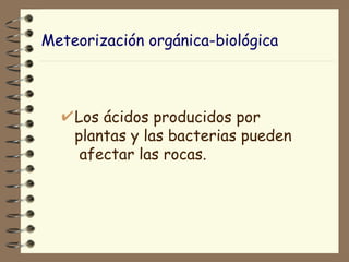 Meteorización orgánica-biológica Los ácidos producidos por plantas y las bacterias pueden  afectar las rocas.  