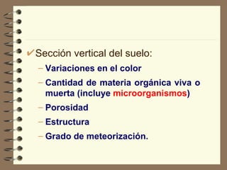 Sección vertical del suelo: Variaciones en el color Cantidad de materia orgánica viva o muerta (incluye  microorganismos ) Porosidad Estructura Grado de meteorización.   